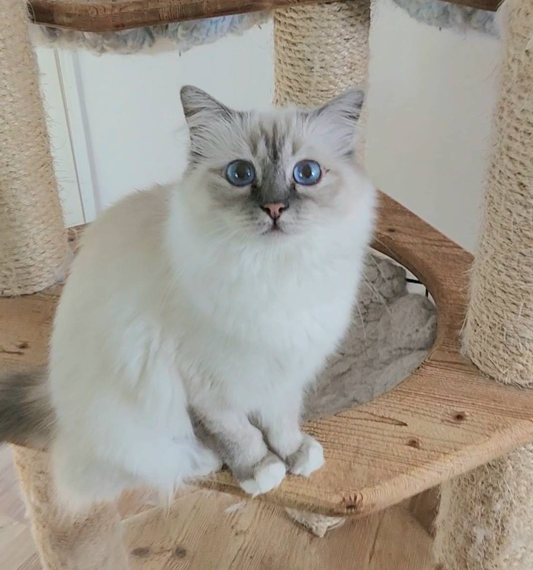 Birman Babies